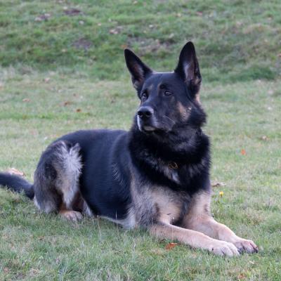 Lennox